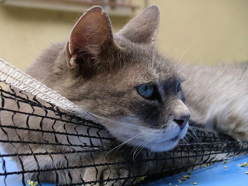 Gray Cat in Net