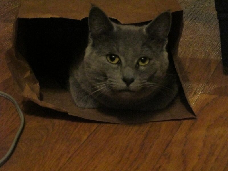 Gray Cat in Paper Bag — Calm