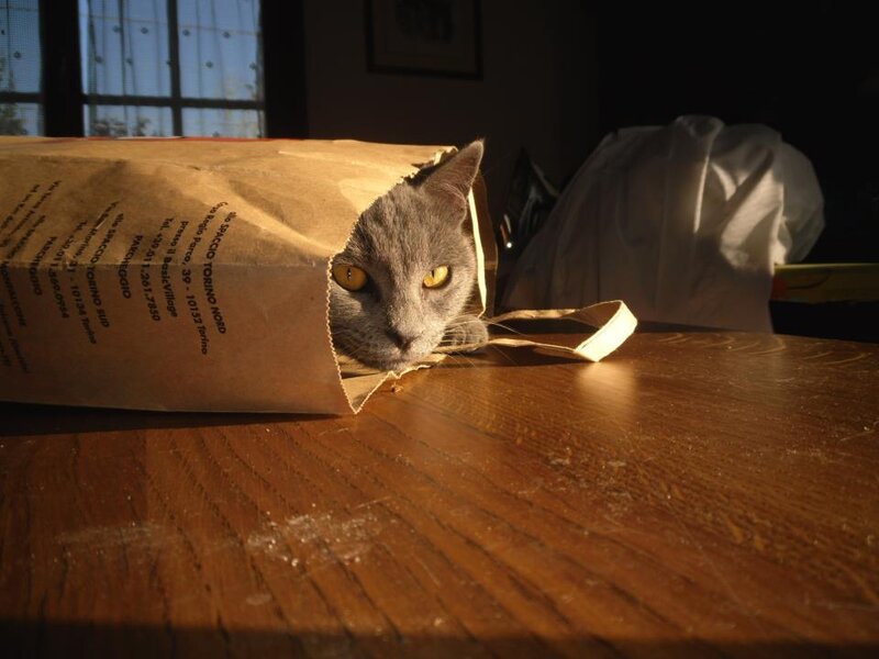 Gray Cat in Paper Bag