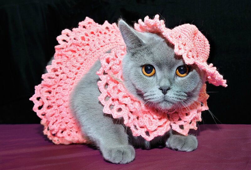 Gray Cat in Pink Dress — Calm