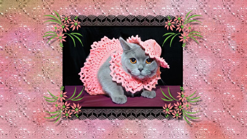 Gray Cat in Pink Dress