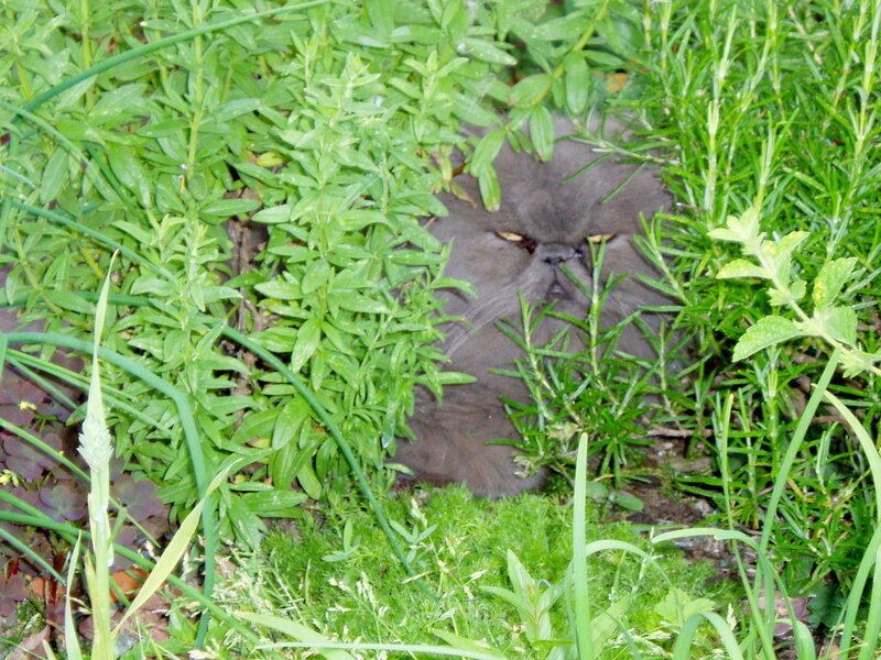 Gray Cat in Plants