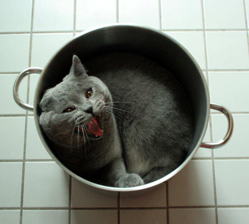 Gray Cat in Pot