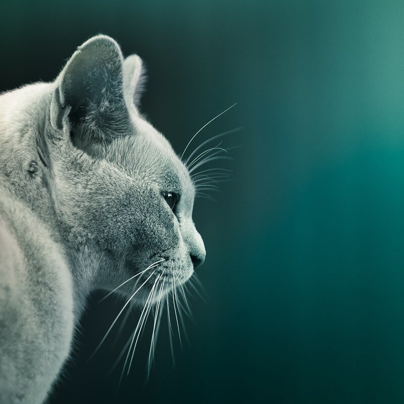 gray cat in profile