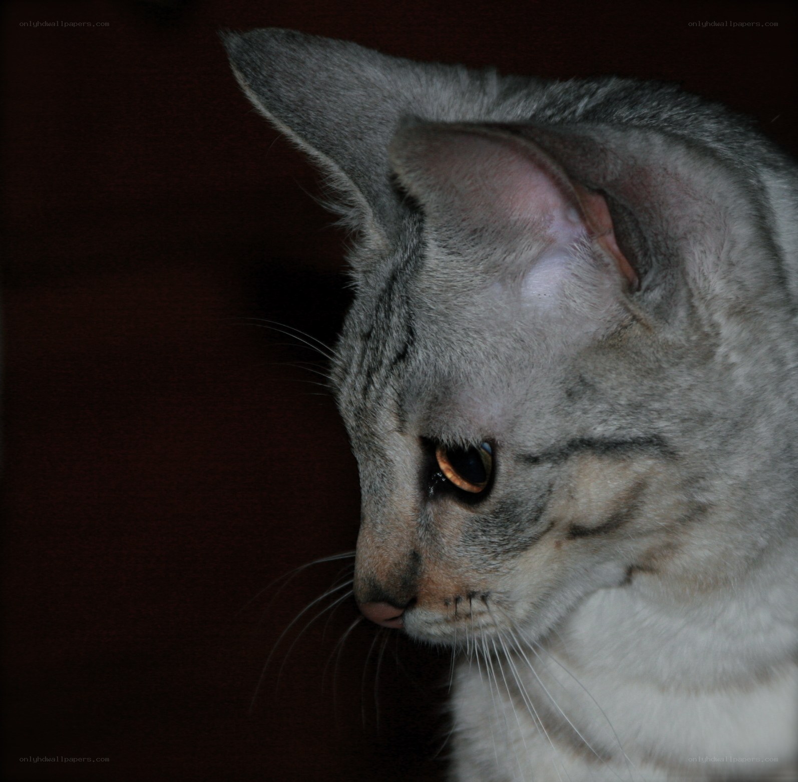 gray cat in profile