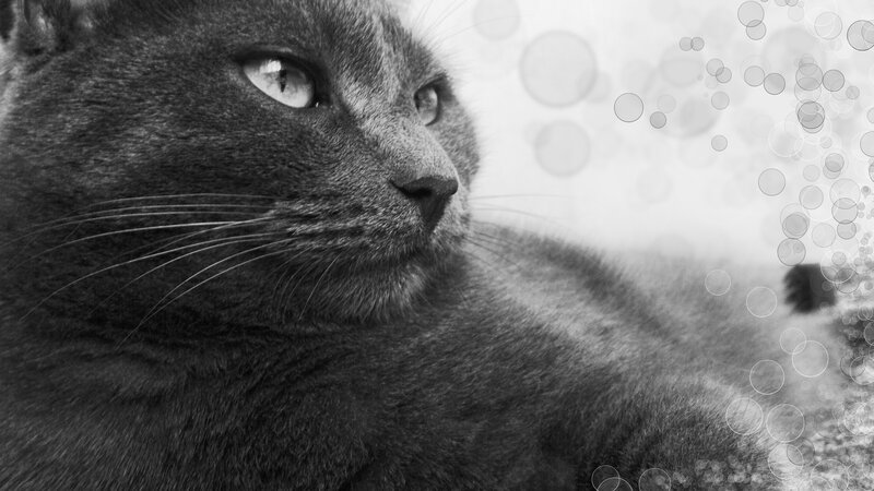 Gray Cat in Profile — Black, Calm, Photograph