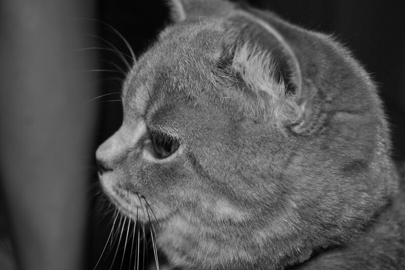 Gray Cat in Profile — Black, Calm