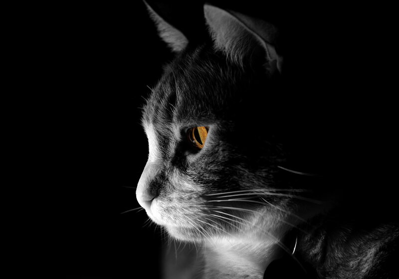 Gray Cat in Profile — Black, Dramatic