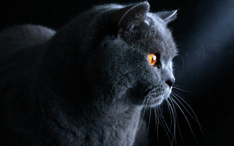 Gray Cat in Profile — Black