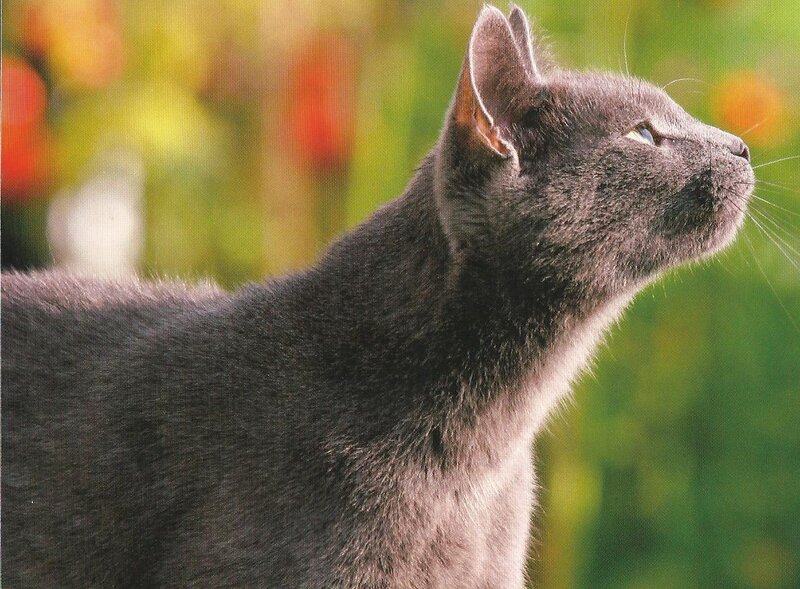 Gray Cat in Profile — Calm, Afternoon