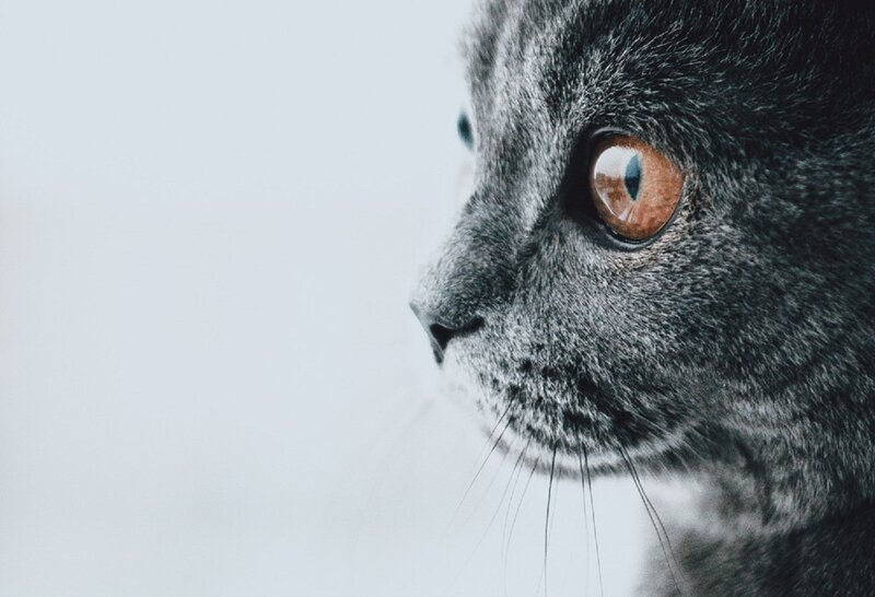 Gray Cat in Profile — Calm, Photograph