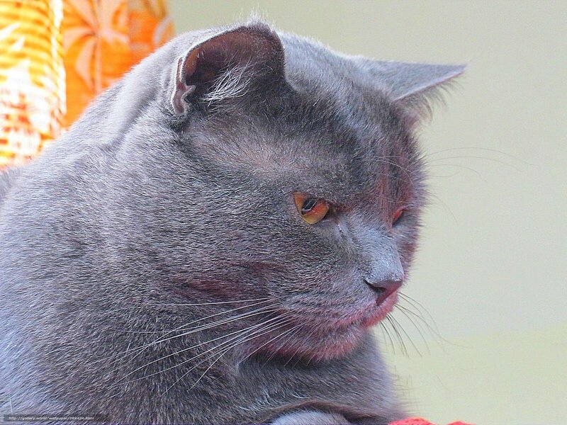 Gray Cat in Profile — Calm, Photograph, Whiskers, Orange Pattern