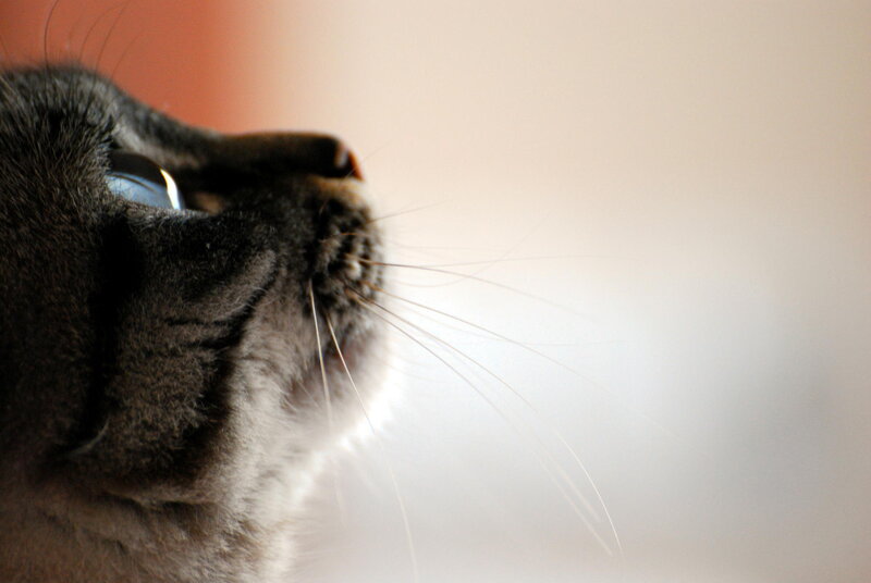Gray Cat in Profile — Calm, Photograph, Whiskers