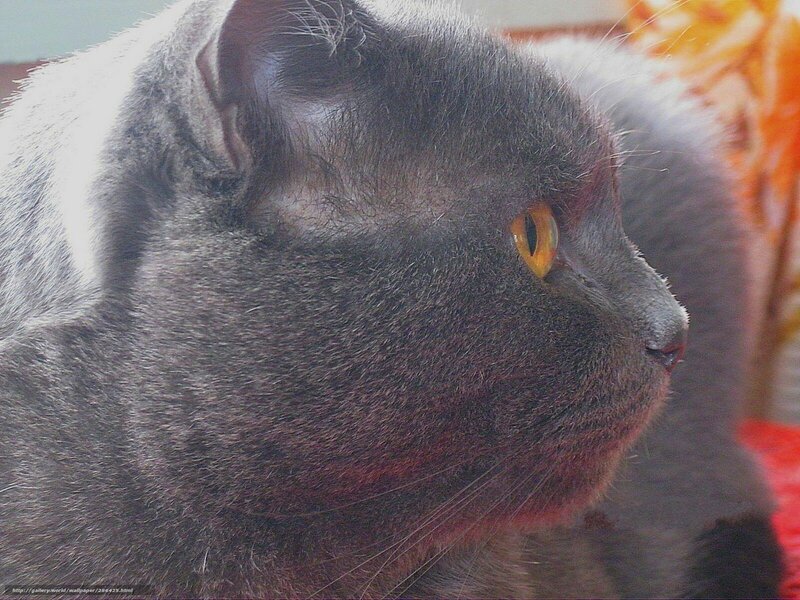 Gray Cat in Profile — Calm, Photograph, Yellow Eyes
