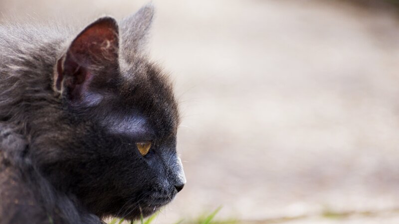 Gray Cat in Profile — Calm