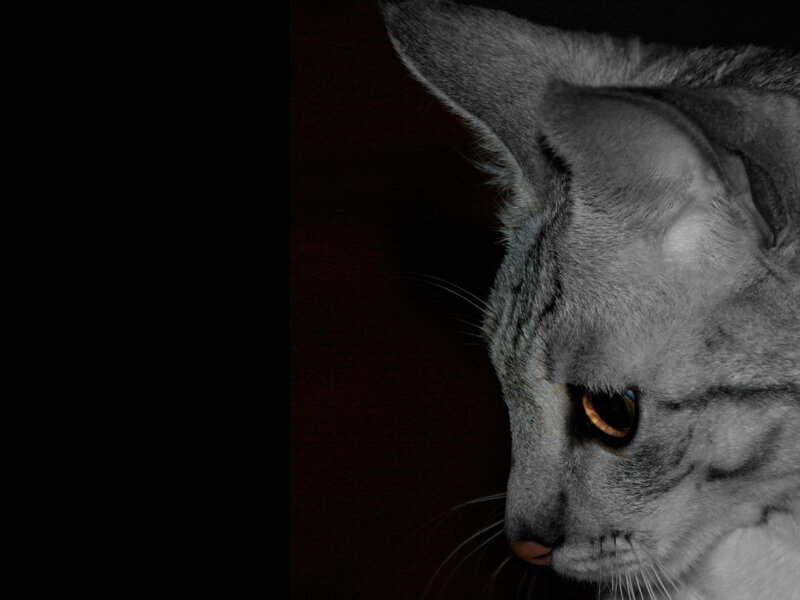 Gray Cat in Profile — Dramatic, Night