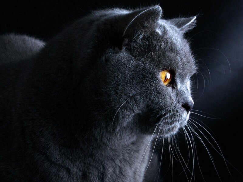 Gray Cat in Profile — Dramatic, Photograph, Eyes