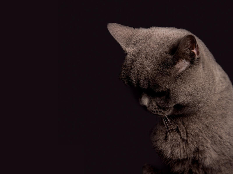 Gray Cat in Profile — Dramatic, Photograph