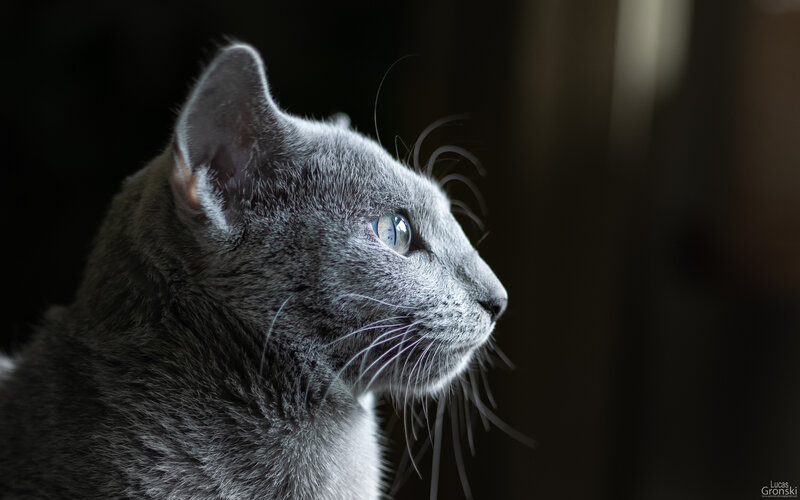 Gray Cat in Profile — Dramatic, Photograph, Whiskers