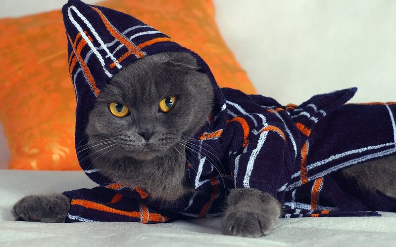 Gray Cat in Robe — Calm, Photograph, Pillow