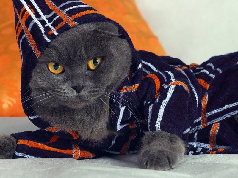 Gray Cat in Robe — Calm, Photograph