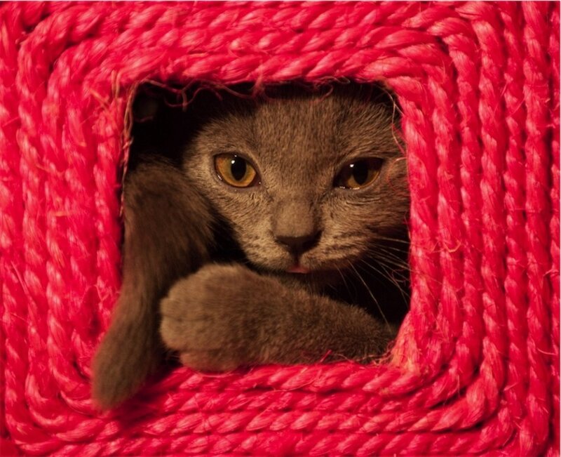 Gray Cat in Rope Tunnel
