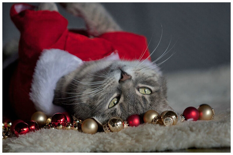 Gray Cat in Santa Hat — Calm