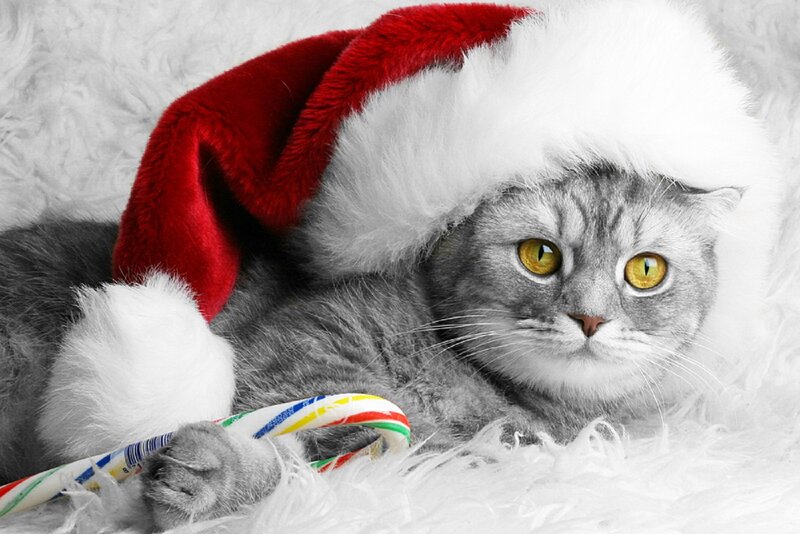 Gray Cat in Santa Hat — Festive