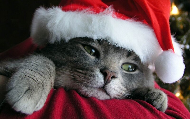 Gray Cat in Santa Hat — Red, Calm
