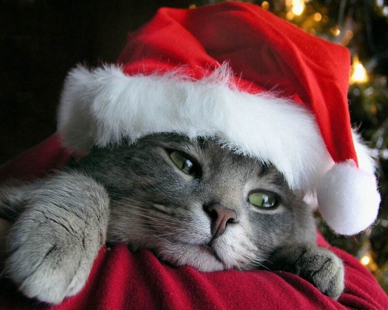 Gray Cat in Santa Hat — Red