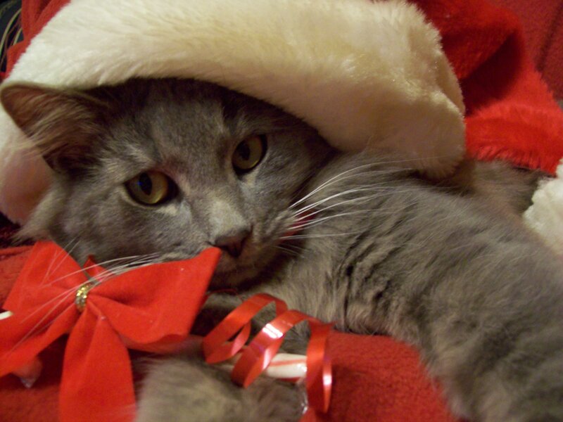 Gray Cat in Santa Hat
