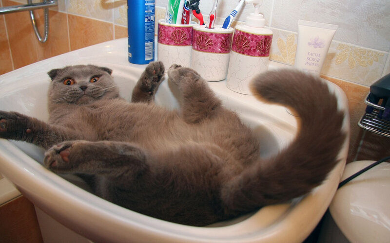 Gray Cat in Sink