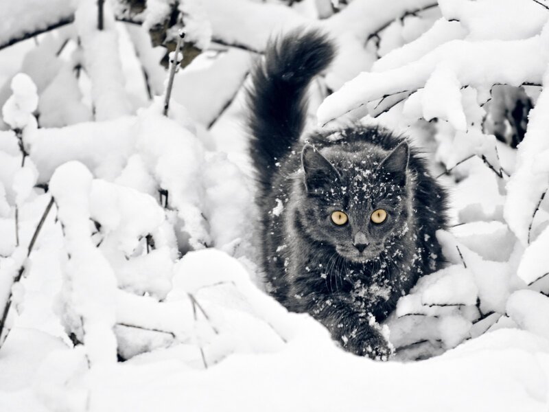 Gray Cat in Snow — Black, Calm, Winter