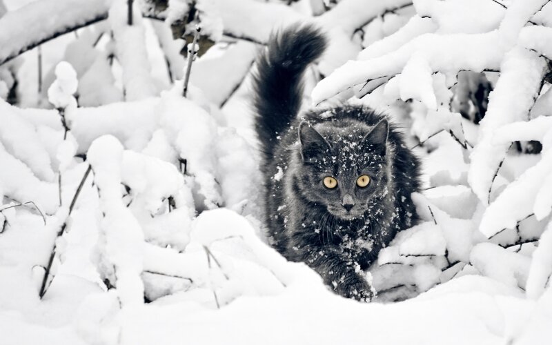 Gray Cat in Snow — Black