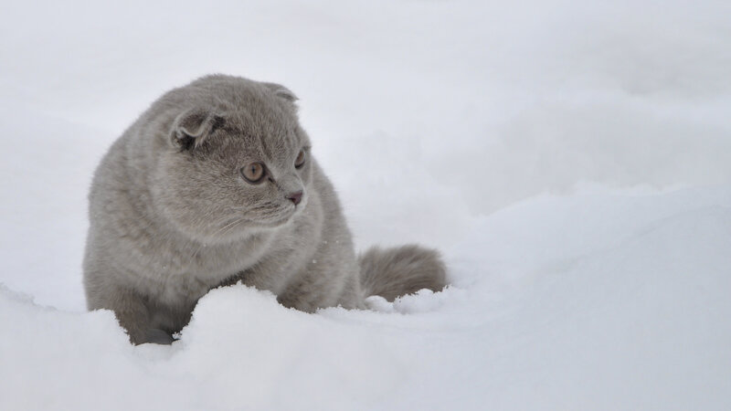 Gray Cat in Snow — Calm