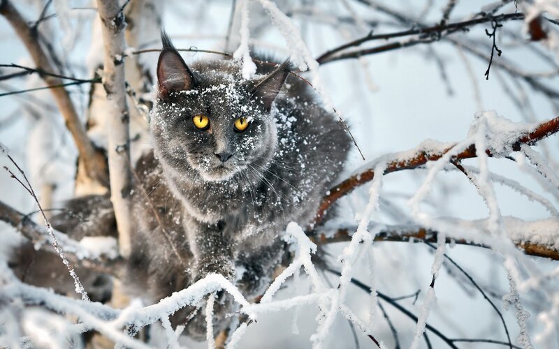 Gray Cat in Snow — Calm, Winter