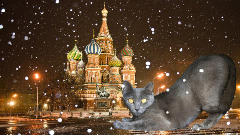 Gray Cat in Snow — Cold