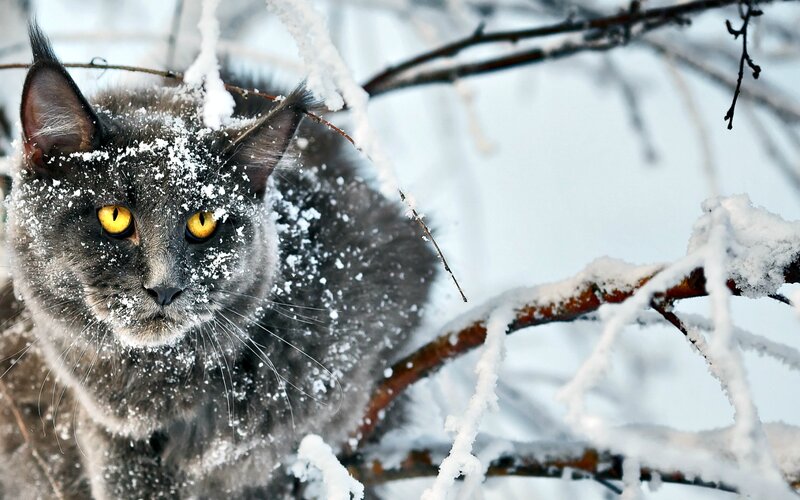 Gray Cat in Snow — Cold, Winter, Photograph, Branches