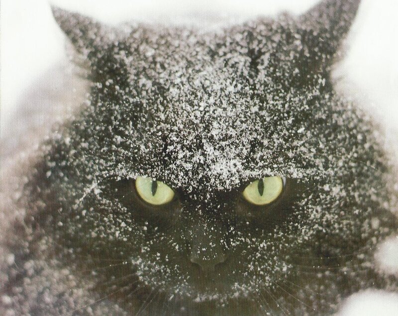 Gray Cat in Snow — Cold, Winter, Photograph, Eyes
