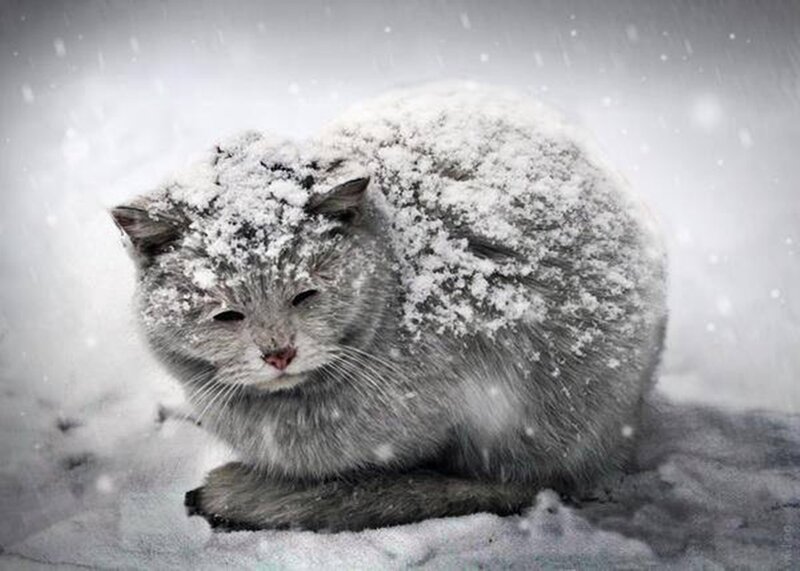 Gray Cat in Snow — Cold, Winter, Photograph