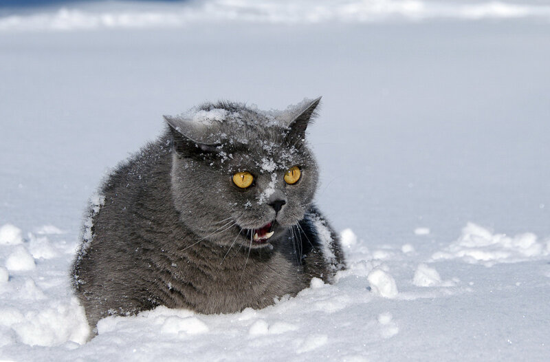 Gray Cat in Snow — Cold, Winter