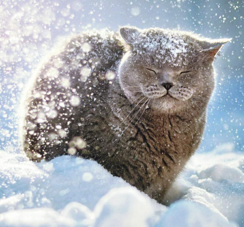 Gray Cat in Snow — Serene, Winter