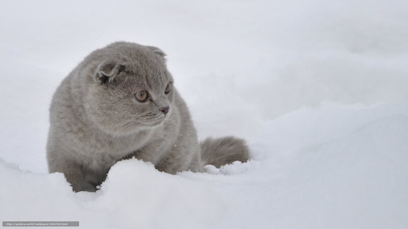 Gray Cat in Snow — White, Calm