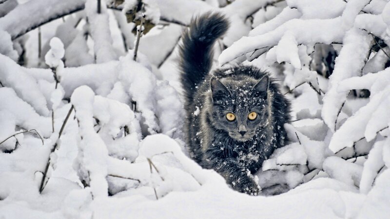Gray Cat in Snow — White, Calm, Winter