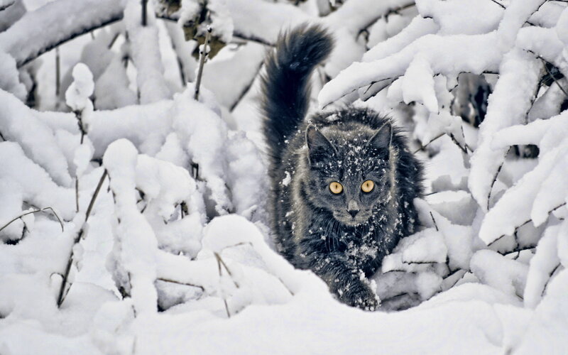 Gray Cat in Snow — White, Cold