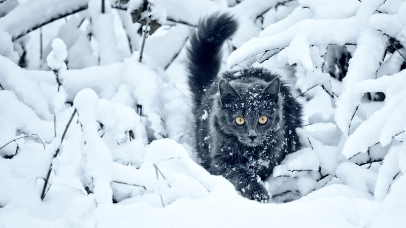 Gray Cat in Snow — White, Cold, Winter
