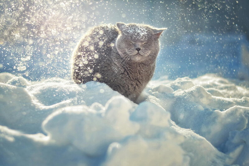Gray Cat in Snow — White, Serene