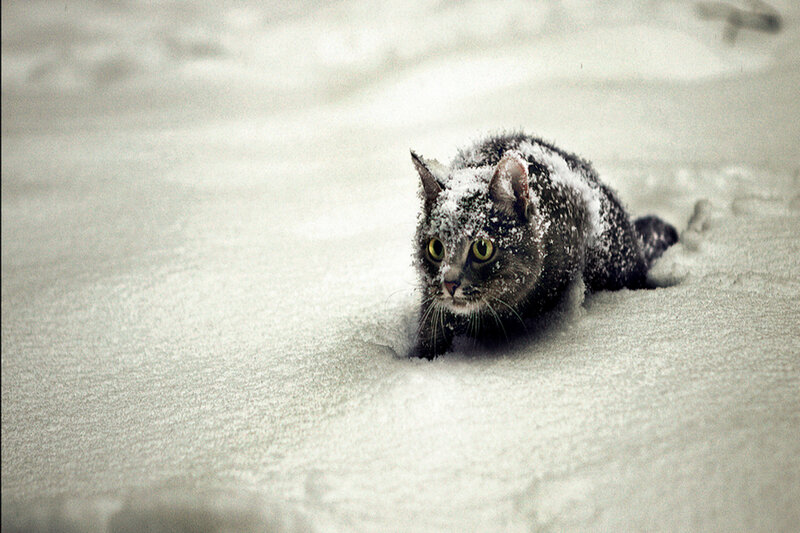 Gray Cat in Snow — White