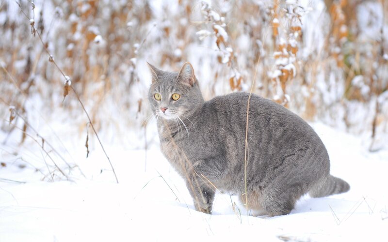 Gray cat in snowy field