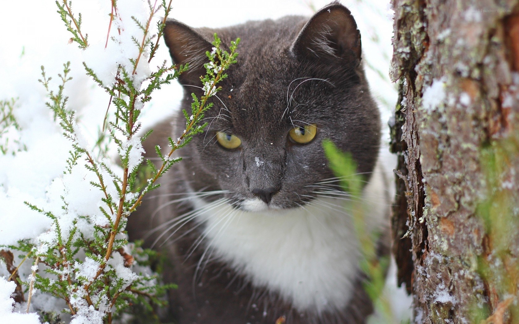 gray cat in snowy forest